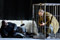Das Rheingold Michael Bedjai, Oskar Hillebrandt &copy; Karl und Monika Forster