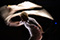 Peer Gynt Peter Pertusini &copy; Thomas Maximilian Jauk