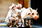 Into The Woods - Ab in den Wald Konstantin Zander, Cheryl Lichter &copy; Barbara P&aacute;lffy