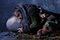 Die Sch&ouml;ne und das Tier Johannes Bauer &copy; Reinhard Winkler