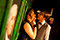 Junger Klassiker – Die R&auml;uber Short Cuts Anna-Katharina Fleck, Steven Cloos &copy; Hermann Posch