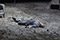 Tristan und Isolde Heiko B&ouml;rner &copy; Reinhard Winkler