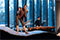 Gold! Svenja Isabella Kallweit, Airi Kitamura &copy; Petra Moser