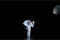 Carmina Burana  &copy; Sakher Almonem